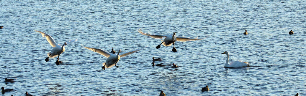 多々良沼から飛び立つ白鳥たち